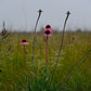 Echinacea angustifolia - Narrow-leaved Coneflower