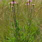 Echinacea angustifolia - Narrow-leaved Coneflower