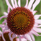 Echinacea angustifolia - Narrow-leaved Coneflower