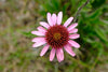 Echinacea angustifolia - Narrow-leaved Coneflower
