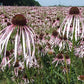 Echinacea pallida - Pale purple Coneflower - 3" Pot