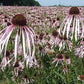 Echinacea pallida - Pale Purple Coneflower