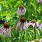 Echinacea pallida - Pale Purple Coneflower