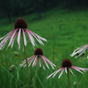 Echinacea pallida - Pale Purple Coneflower - 38 Plug Tray