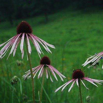 Echinacea pallida - Pale Purple Coneflower