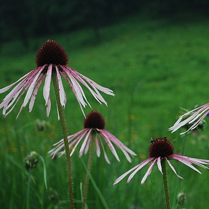 Echinacea pallida - Pale purple Coneflower - 3" Pot