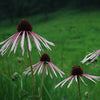 Echinacea pallida - Pale Purple Coneflower - 3" Pot