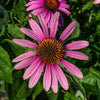 Echinacea purpurea - Purple Coneflower