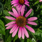 Echinacea purpurea - Purple Coneflower - 38 Plug Tray