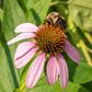 Echinacea purpurea - Purple Coneflower - 38 Plug Tray