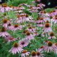 Echinacea purpurea - Purple Coneflower - 38 Plug Tray