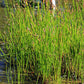 Eleocharis palustris - Great Spike Rush - 38 Plug Tray