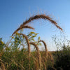 Elymus canadensis - Canada Wild Rye - 38 Plug Tray