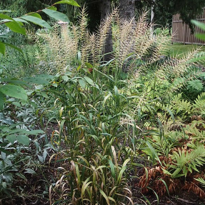 Elymus hystrix - Bottlebrush Grass