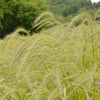 Elymus riparius - Riverbank Wild Rye - 38 Plug Tray