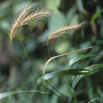 Elymus villosus - Silky Wild Rye - 38 Plug Tray