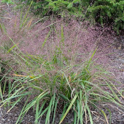 Eragrostis spectabilis - Purple Love Grass