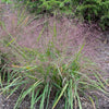 Eragrostis spectabilis - Purple Love Grass