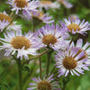 Erigeron pulchellus - Robin's Plantain