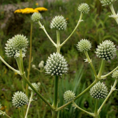 Eryngium yuccifolium - Rattlesnake Master