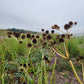 Eryngium yuccifolium - Rattlesnake Master - 3" Pot