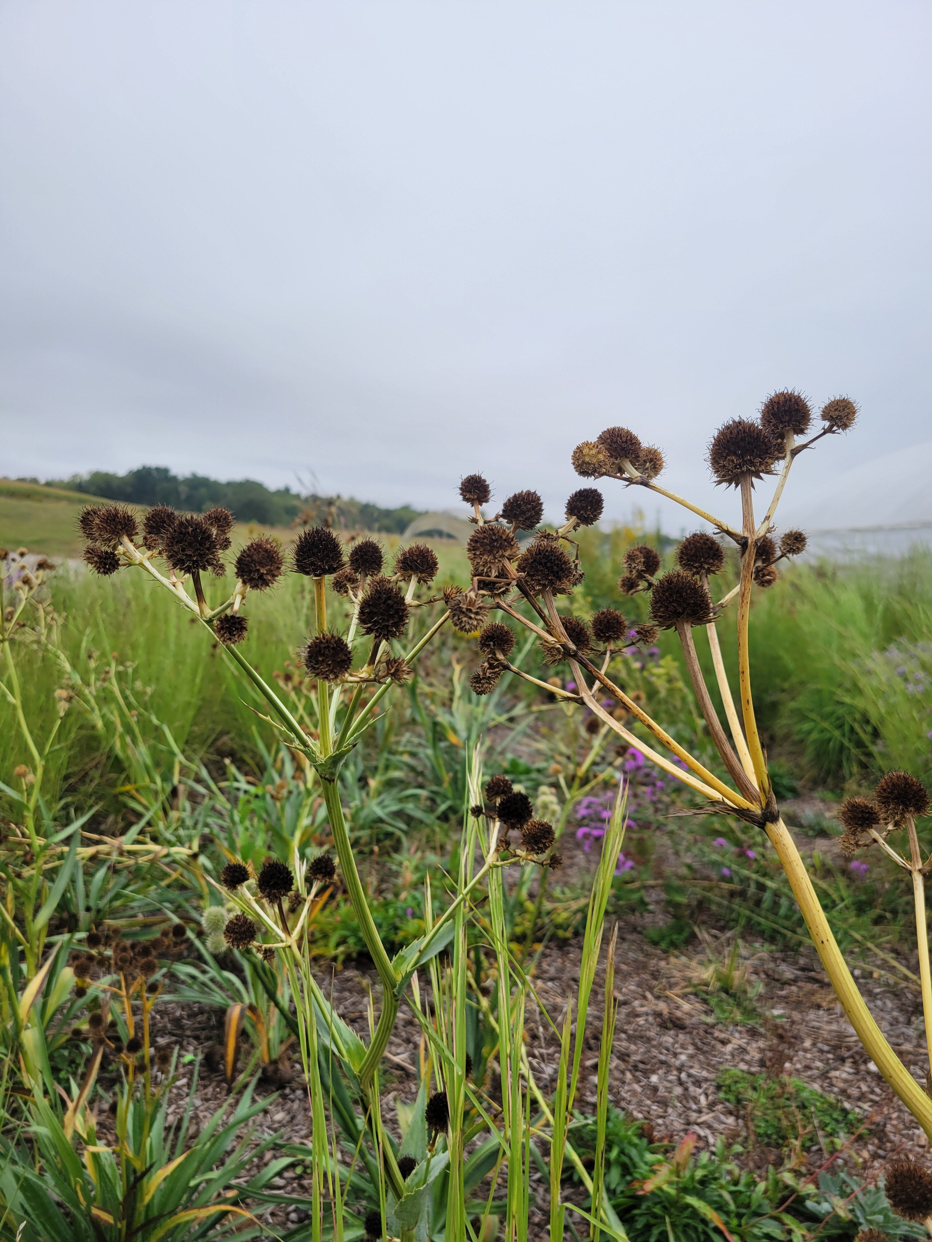 files/Eryngium_yucc-NNL-Gardens.jpg