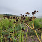 Eryngium yuccifolium - Rattlesnake Master