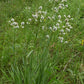 Eryngium yuccifolium - Rattlesnake Master