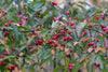 Euonymus atropurpurea - Eastern Wahoo