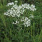 Eupatorium altissimum - Tall Boneset - 38 Plug Tray