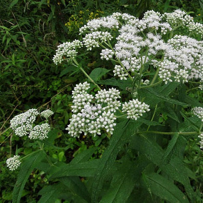 Eupatorium perfoliatum - Boneset