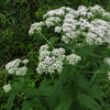 Eupatorium perfoliatum - Boneset