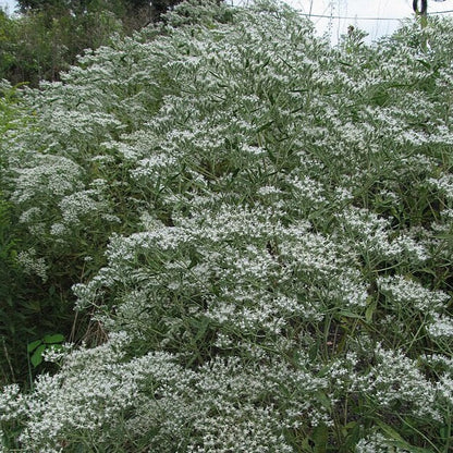 Eupatorium altissimum - Tall Boneset