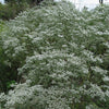 Eupatorium altissimum - Tall Boneset