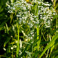 Euphorbia corollata - Flowering Spurge