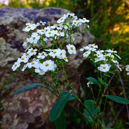 Euphorbia corollata - Flowering Spurge