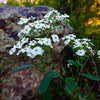 Euphorbia corollata - Flowering Spurge