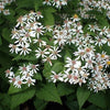Eurybia macrophylla - Big leaved Aster - 38 Plug Tray