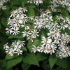 Eurybia macrophylla - Big Leaved Aster