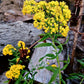 Euthamia graminifolia - Grass-Leaved Goldenrod