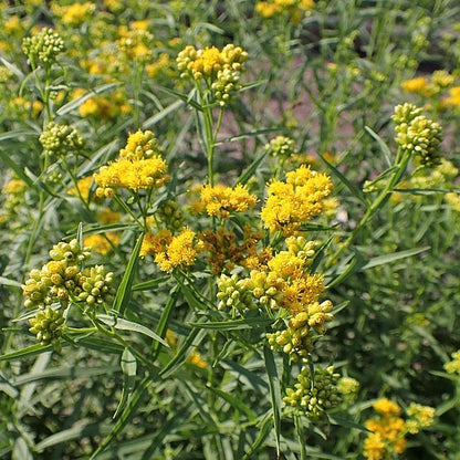 Euthamia graminifolia - Grass-Leaved Goldenrod