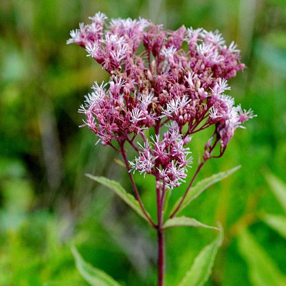 Eutrochium maculatum - Joe Pye Weed