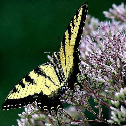 Eutrochium fistulosum - Hollow Joe Pye Weed - 38 Plug Tray