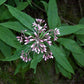 Eutrochium fistulosum - Hollow Joe Pye Weed