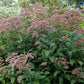 Eutrochium maculatum - Joe Pye Weed