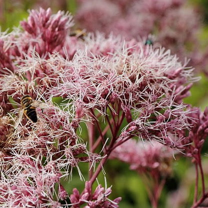 Eutrochium purpureum - Sweet Joe Pye Weed - 38 Plug Tray