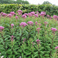 Eutrochium purpureum - Sweet Joe Pye Weed - 38 Plug Tray