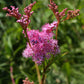 Filipendula rubra - Queen of the Prairie - 3" Pot