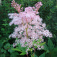 Filipendula rubra - Queen of the Prairie
