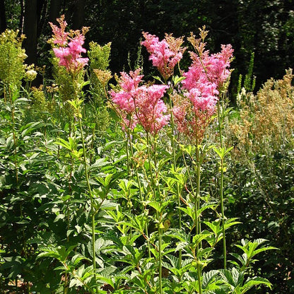 Filipendula rubra - Queen of the Prairie - 38 Plug Tray